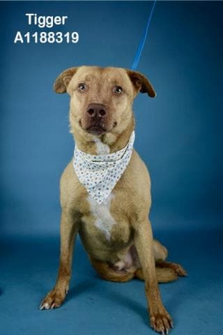 Tigger - Pit Bull Terrier