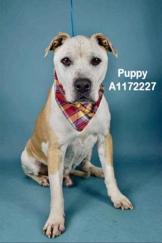 Puppy - Pit Bull Terrier