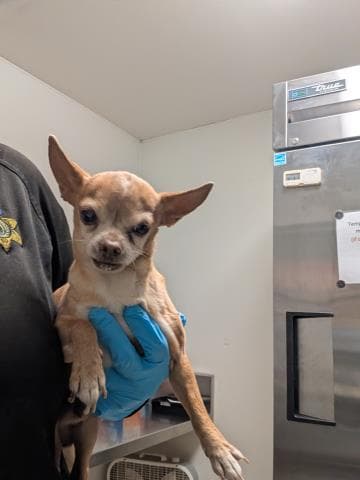 Spartan - Chihuahua