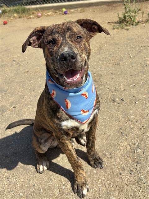 Moose - Catahoula Leopard Dog
