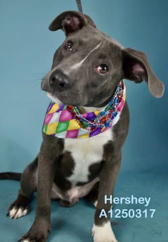 Hershey - Pit Bull Terrier