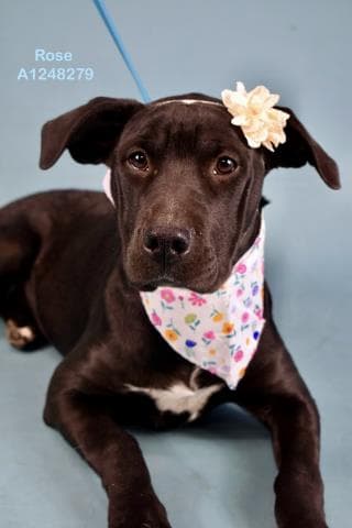 Rose - Pit Bull Terrier