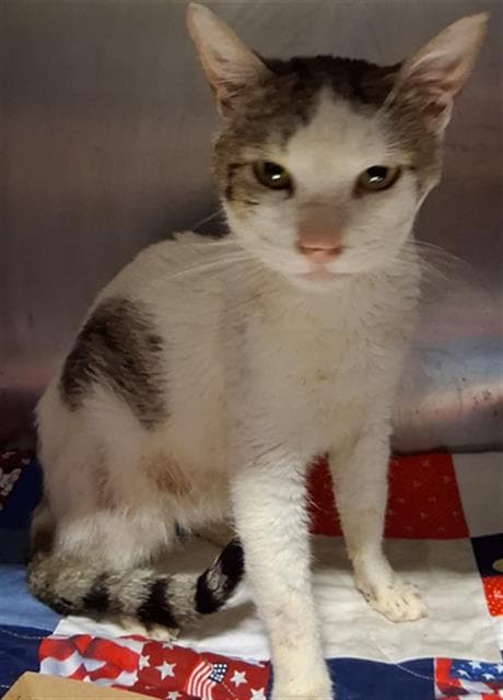 Petunia - Domestic Short Hair