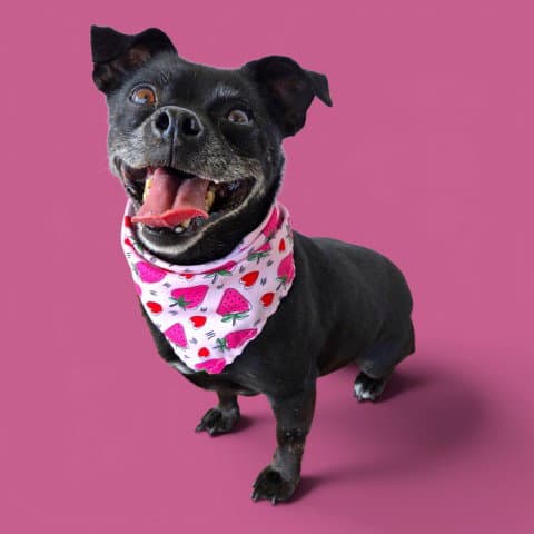 Lola - Chihuahua