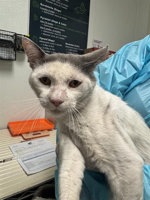 Berry - Domestic Short Hair