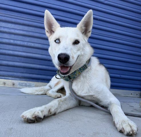 Zathura - Siberian Husky