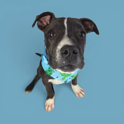 Birdy - Pit Bull Terrier