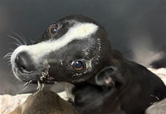 Muffin - Pit Bull Terrier