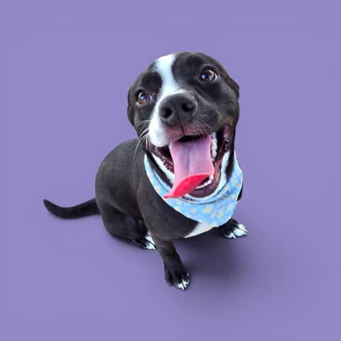 Muffin - Pit Bull Terrier