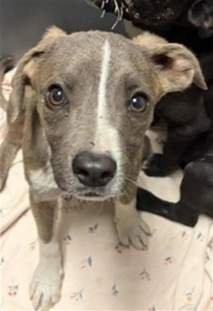 Peanut - Pit Bull Terrier