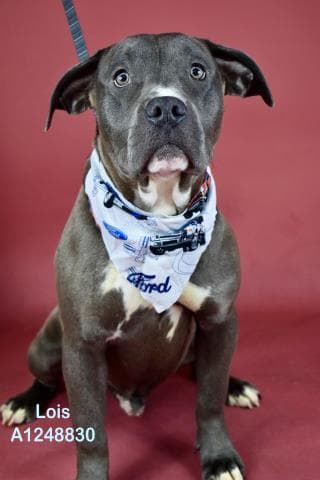Sweets - Pit Bull Terrier