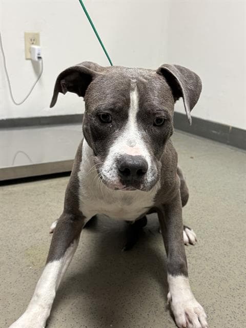 Blue - Pit Bull Terrier
