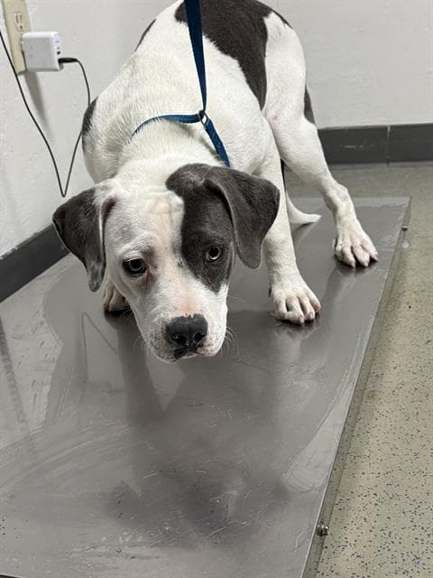 Lucky - Pit Bull Terrier
