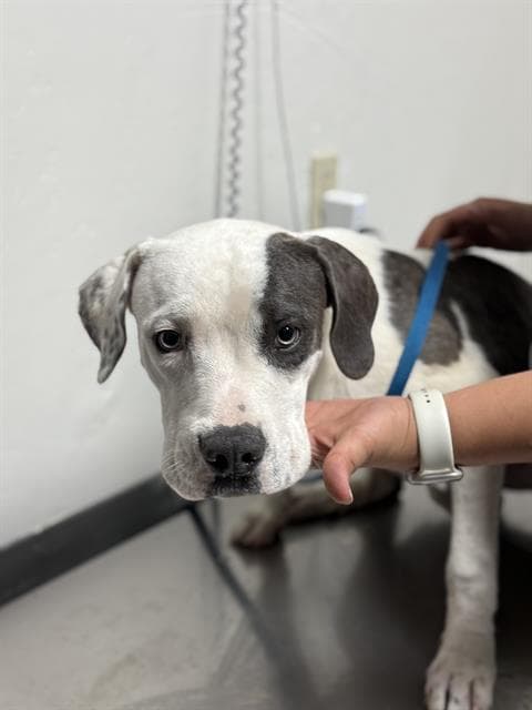 Chance - Pit Bull Terrier