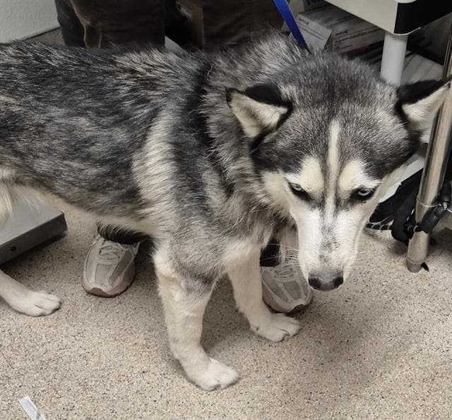 Blue - Siberian Husky