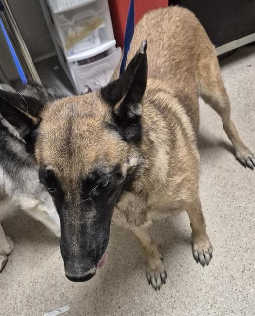 Belga - Belgian Shepherd Malinois