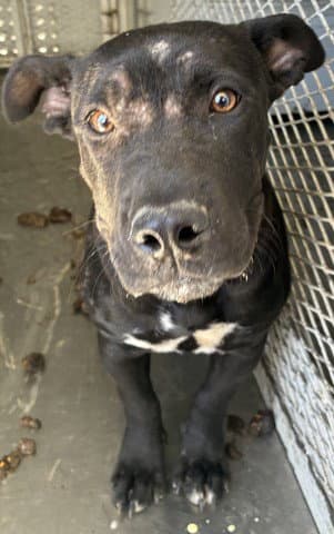 Unknown - Pit Bull Terrier