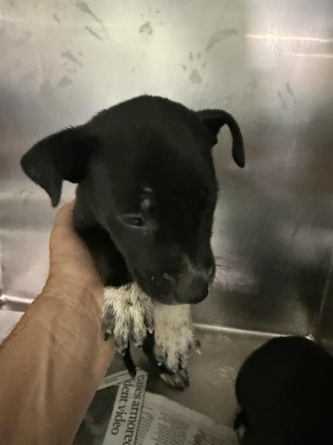 Unknown - Pit Bull Terrier