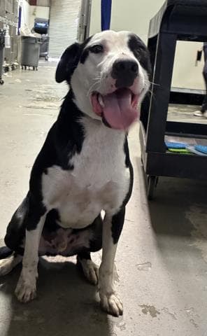 Hondo - Border Collie