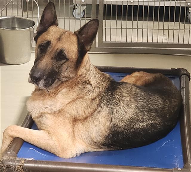 Bailey - German Shepherd Dog