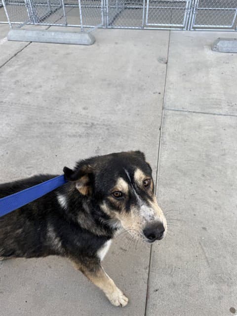 Winston - German Shepherd Dog