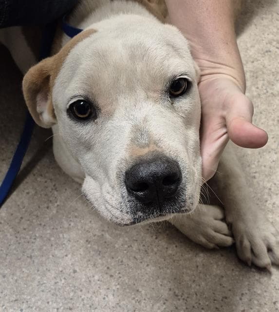 Fallon - Pit Bull Terrier