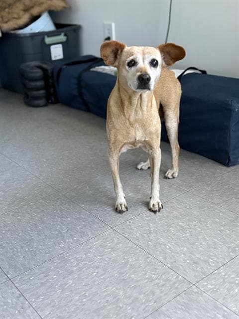 Betty - Chihuahua