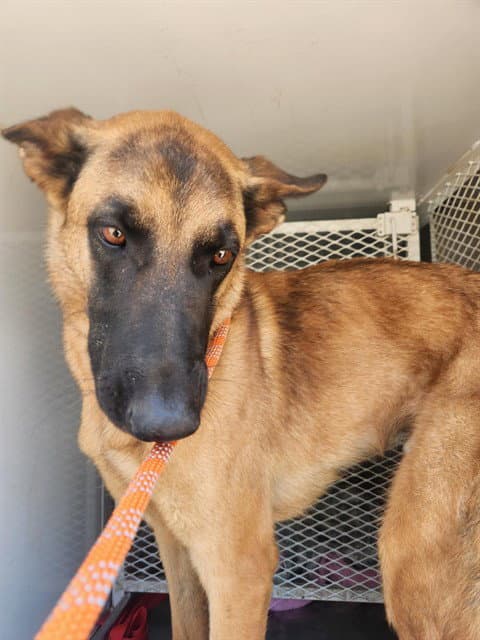 Slinky - Belgian Shepherd Malinois
