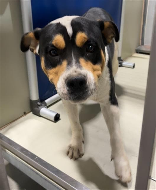 Odyssies - Queensland Heeler