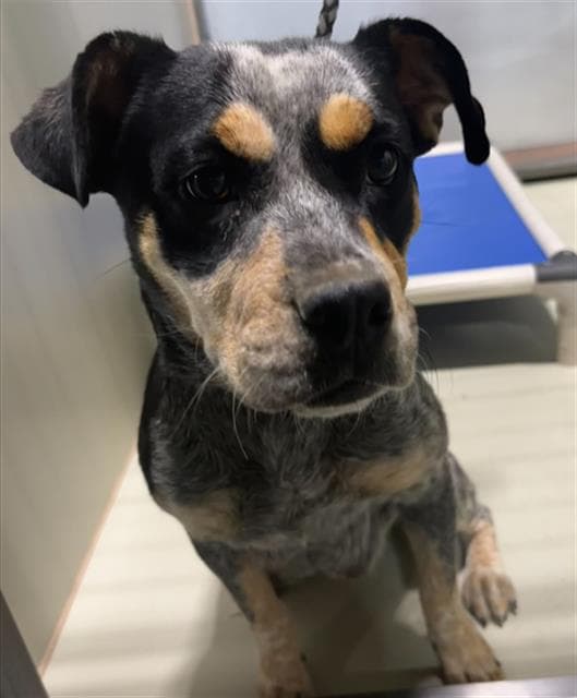 Siercy - Queensland Heeler