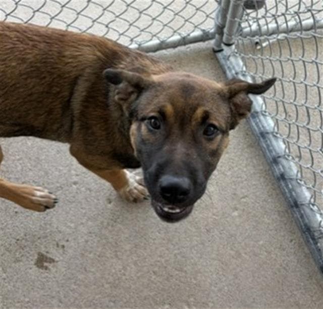 Milk Chocolate - Dutch Shepherd