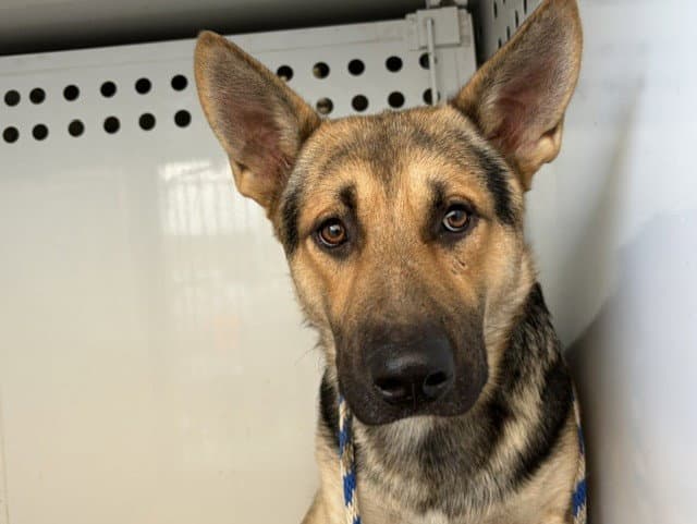 Unknown - German Shepherd Dog
