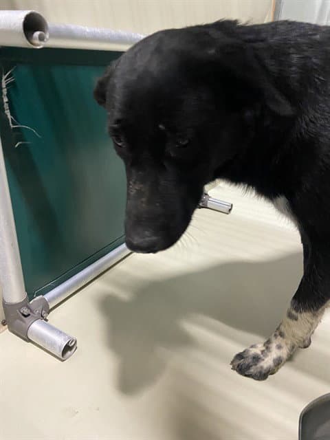 Anna - Border Collie