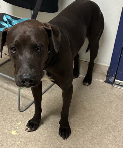 Brody - Pit Bull Terrier