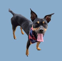 Blackie image 1