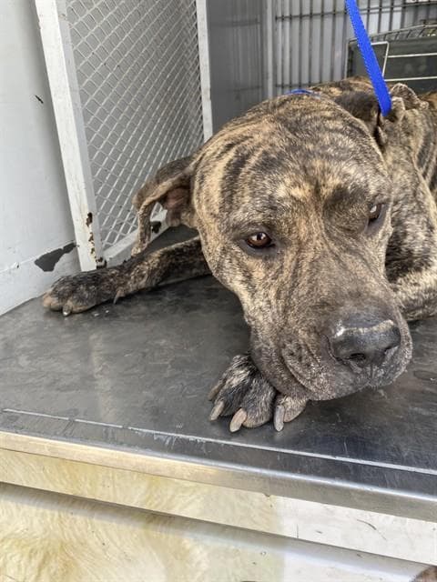 Cane - Mastiff