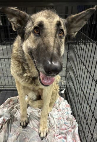 Lucille - German Shepherd Dog