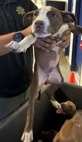 Donky - Pit Bull Terrier
