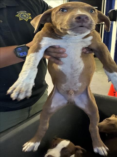 Gingy - Pit Bull Terrier
