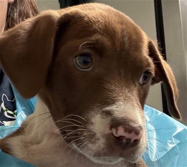 Cupcake - Labrador Retriever