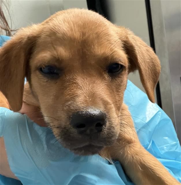 S'more - Labrador Retriever