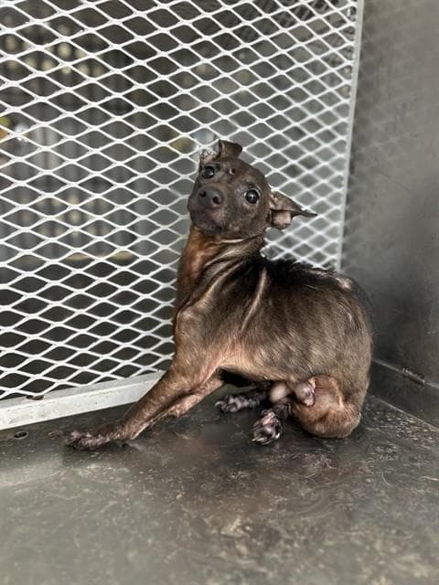 Unknown - Chihuahua
