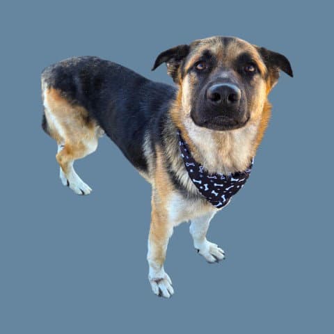 Ballister - German Shepherd Dog