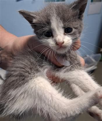 Duke - Domestic Short Hair