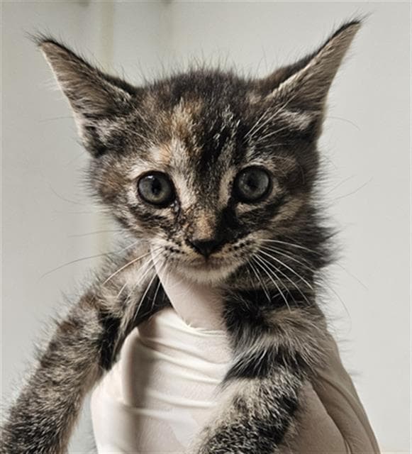 Smokey - Domestic Short Hair