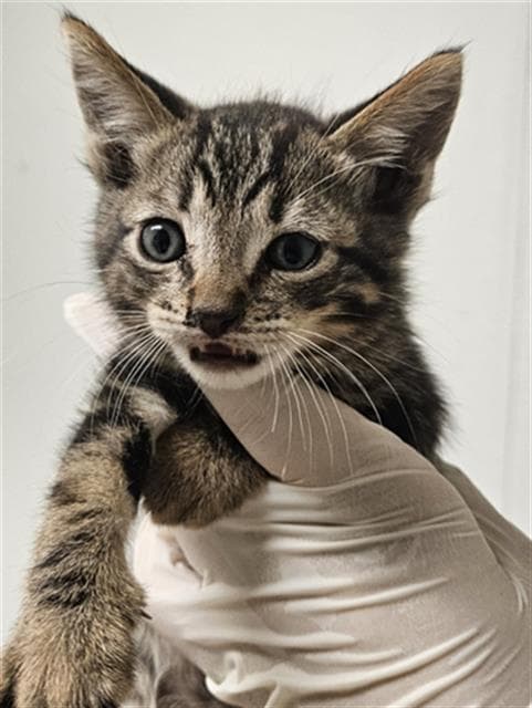 Bandit - Domestic Short Hair