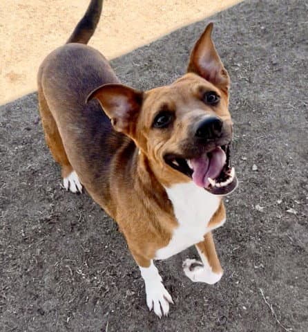 Elvira - Staffordshire Bull Terrier
