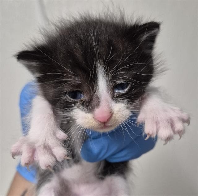 Pepper - Domestic Short Hair