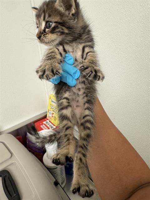 Mint - Domestic Short Hair