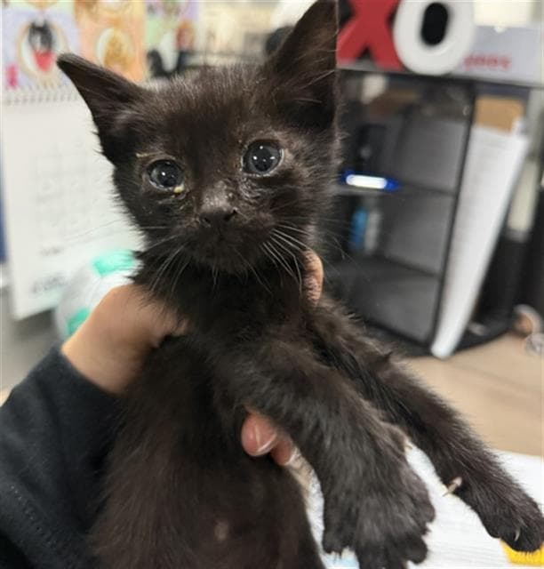Cole Billy - Domestic Short Hair